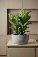 Sunny Fiberstone Grau Finestgreen 