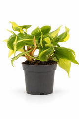 Herzblatt-Philodendron Brasil — tropische Kletterpflanze mit bunten gelbgrünen Blättern freigestellt