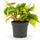 Herzblatt-Philodendron Brasil — tropische Kletterpflanze mit bunten gelbgrünen Blättern freigestellt