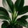 Philodendron Green Princess Ø:12 H:25 cm