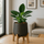 Philodendron Green Princess Ø:12 H:25 cm