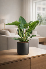 Philodendron Imperial Green Ø:19 H:60 cm Finestgreen 