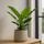 Philodendron Imperial Green Ø:19 H:70 cm