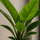 Philodendron Imperial Green Ø:19 H:70 cm