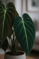 Philodendron Melanochrysum Ø:12 H:35 cm