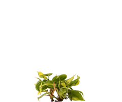Konfigurator