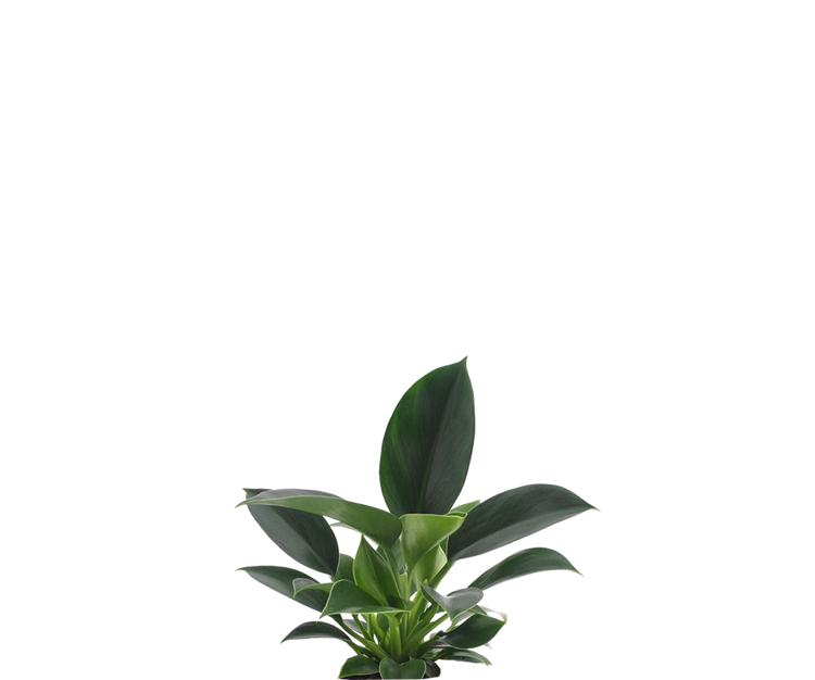 Philodendron Green Princess Ø:12 H:25 cm
