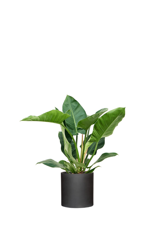 Philodendron Imperial Green Ø:24 H:70 cm