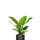 Philodendron Imperial Green Ø:19 H:70 cm