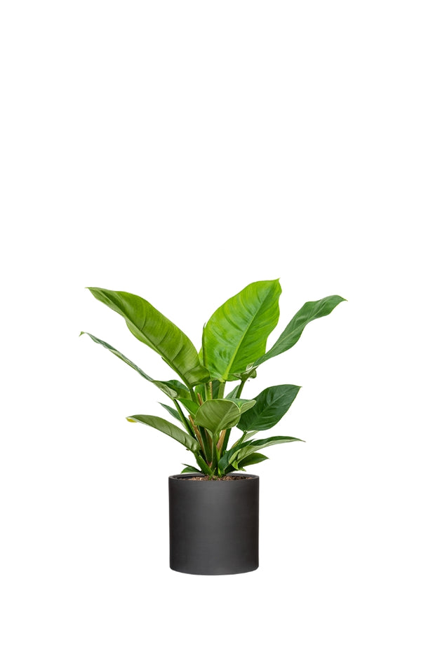Philodendron Imperial Green Ø:19 H:70 cm
