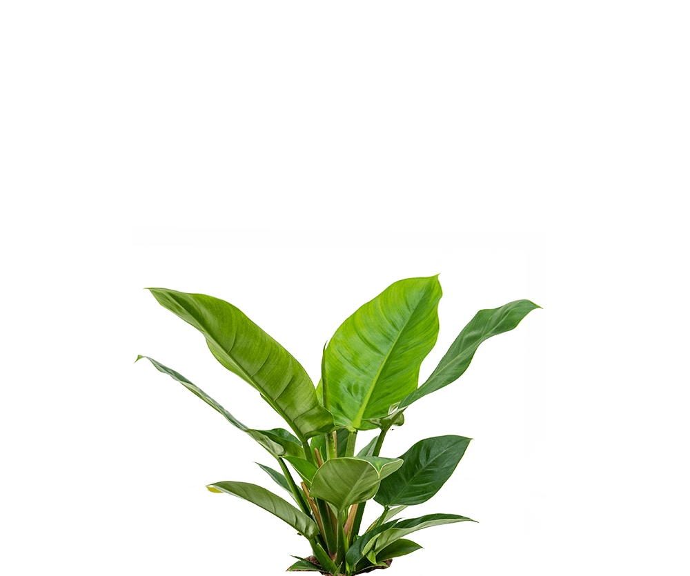 Philodendron Imperial Green Ø:19 H:60 cm
