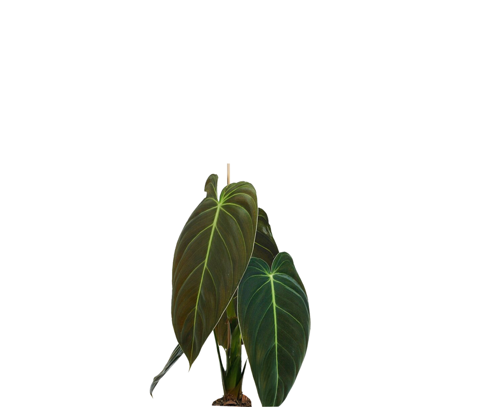 Philodendron Melanochrysum Ø:12 H:35 cm