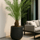 Phoenix Canariensis Ø:26 H:160 cm