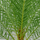 Phoenix Canariensis Ø:26 H:160 cm