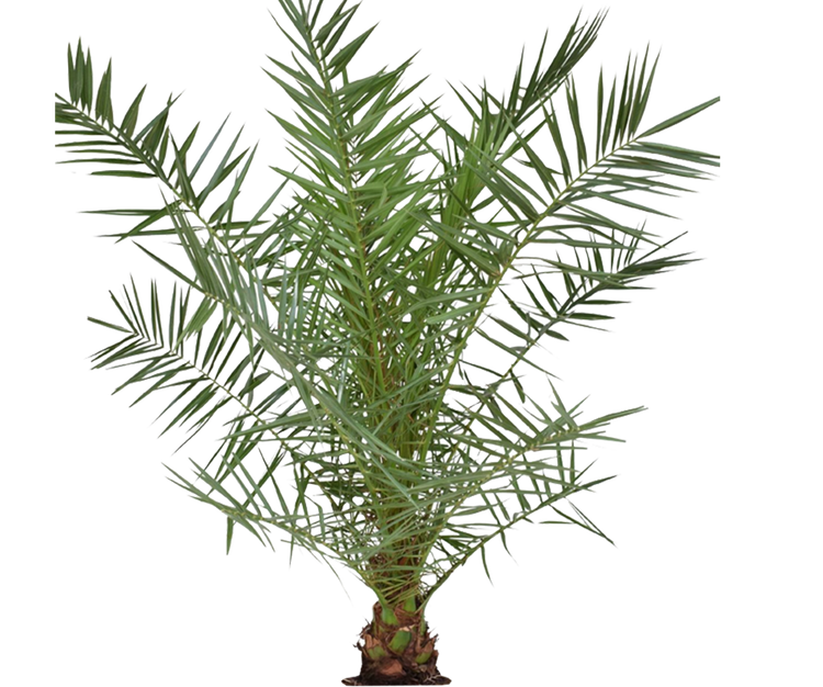 Phoenix Canariensis Ø:26 H:160 cm