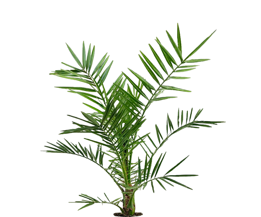 Phoenix Canariensis Ø:19 H:80 cm