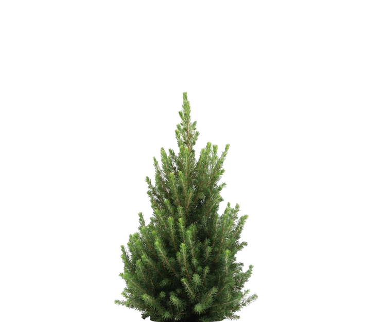 Picea Glauca December - Zwergfichte Ø:19 H:50 cm