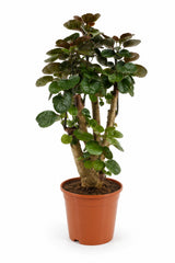 Polyscias Fabian Durchmesser 17cm, Höhe 65cm freigestellt
