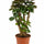Polyscias Fabian Durchmesser 17cm, Höhe 65cm freigestellt