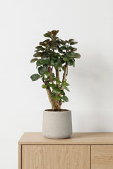 Polyscias Fabian Durchmesser 17cm, Höhe 65cm inklusive Tontopf Patt Grey Washed