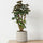 Polyscias Fabian Durchmesser 17cm, Höhe 65cm inklusive Tontopf Patt Grey Washed