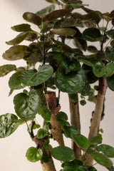 Polyscias Fabian Durchmesser 17cm, Höhe 65cm Nahaufnahme