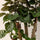 Polyscias Fabian Durchmesser 17cm, Höhe 65cm Nahaufnahme