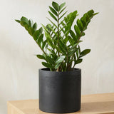 Puk Black Washed Finestgreen || Abgebildete Größe: M