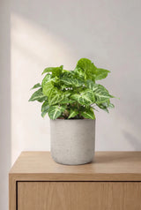 Purpurtute-Syngonium Arrow Ambientebild Frontalaufnahme