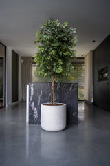 Ficus Baum Künstlich H: 180cm - Finestgreen