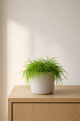 Rhipsalis Cashero