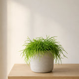 Rhipsalis Cashero