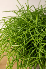 Rhipsalis Cashero