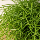 Rhipsalis Cashero