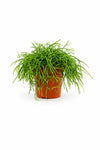 Rhipsalis Cashero