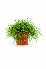 Rhipsalis Cashero