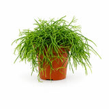 Rhipsalis Cashero
