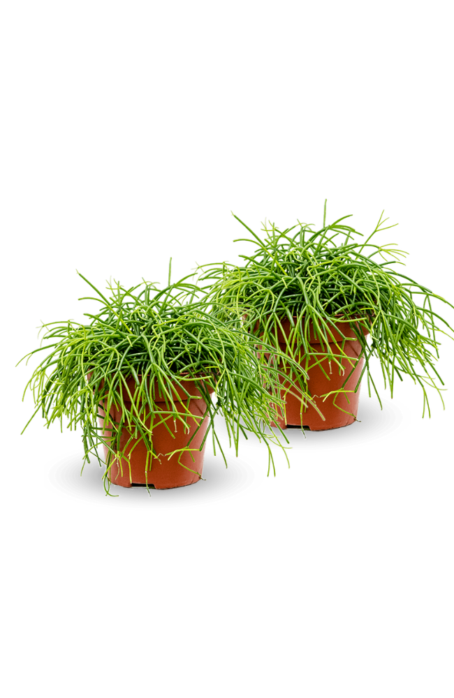 Rhipsalis clavata 2er Set