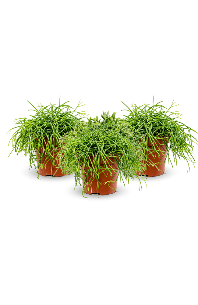 Rhipsalis clavata 3er Set