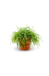 Rhipsalis clavata Ø:11 H:15 cm