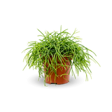 Rhipsalis clavata Ø:11 H:15 cm