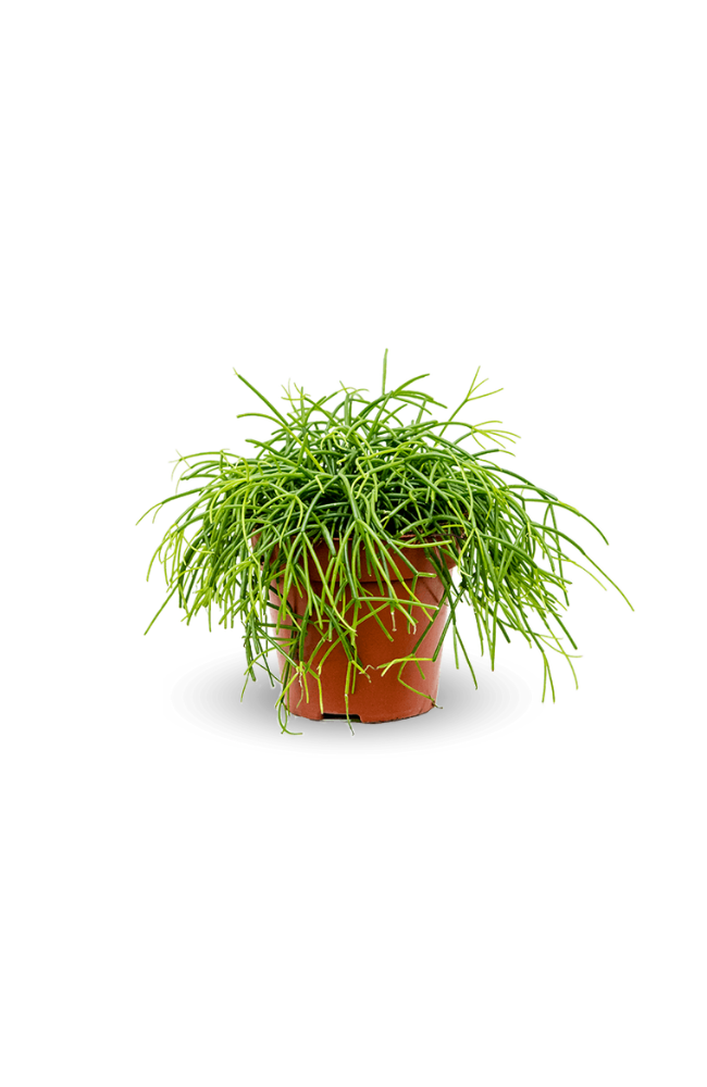 Rhipsalis clavata