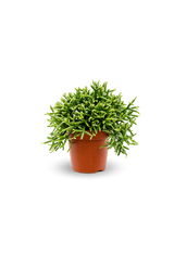 Rhipsalis burchellii Ø:11 H:15 cm