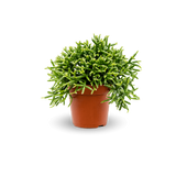 Rhipsalis burchellii Ø:11 H:15 cm