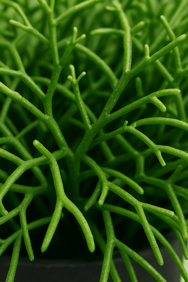 Rhipsalis clavata Ø:11 H:15 cm