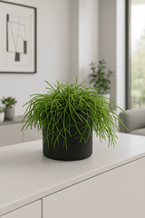 Rhipsalis clavata Ø:11 H:15 cm
