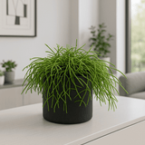 Rhipsalis clavata Ø:11 H:15 cm