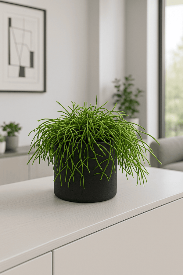 Rhipsalis clavata Ø:11 H:15 cm