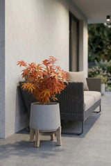 Acer Atropurpureum kaufen — Roter Japanischer Fächerahorn mit dunkelroten Blättern, 45 cm