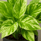 Scindapsus Marble Queen 3er Set